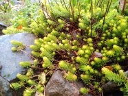 Sedum rupestre 'Angelina' Kalliomaksaruoho